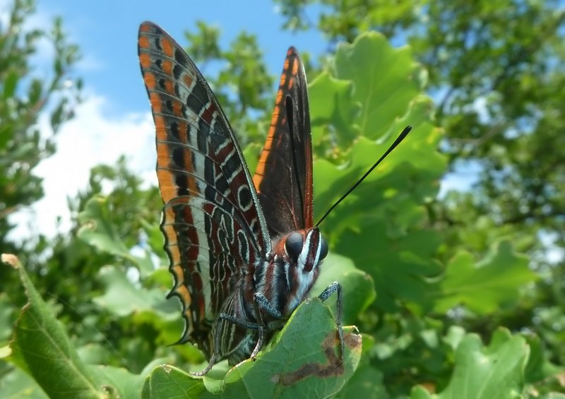 ..Sempre le stesse....